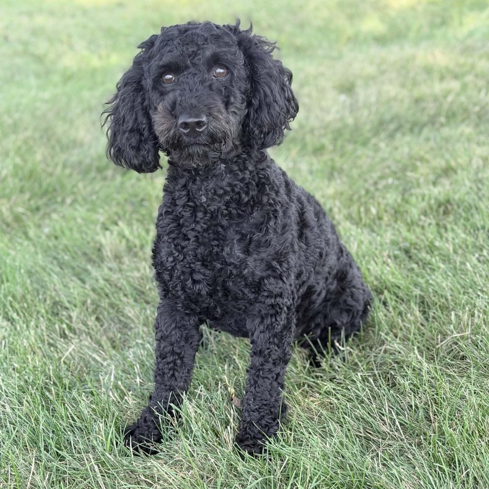 Pepper, adopted, Young Female Poodle & Miniature Poodle.