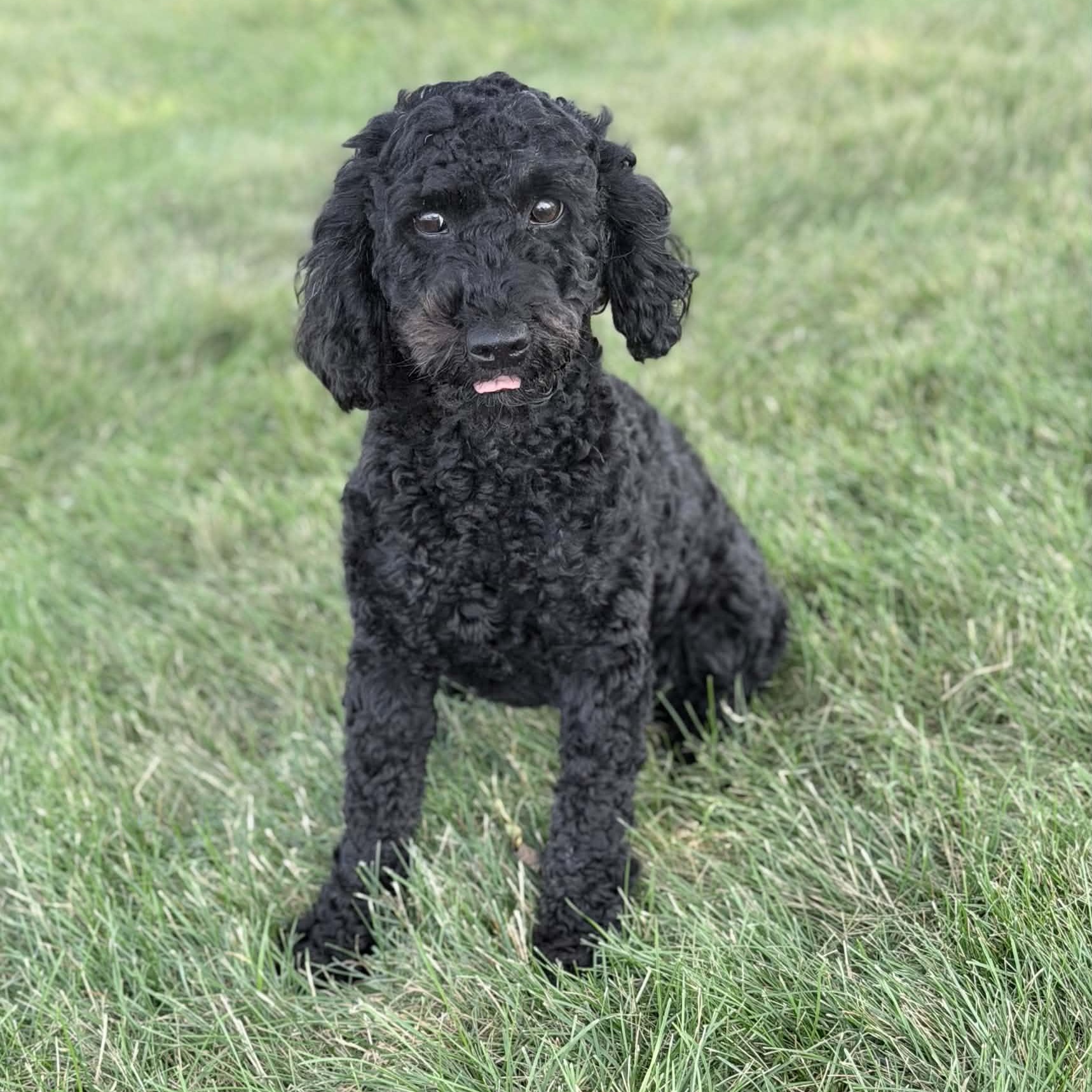 Enlarge Pepper, an adopted mixed breed in Wapakoneta, OH image 2/4