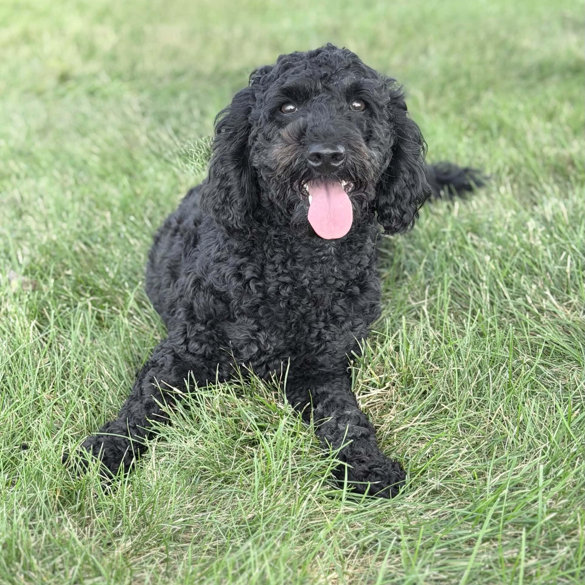 Enlarge Pepper, an adopted mixed breed in Wapakoneta, OH image 3/4