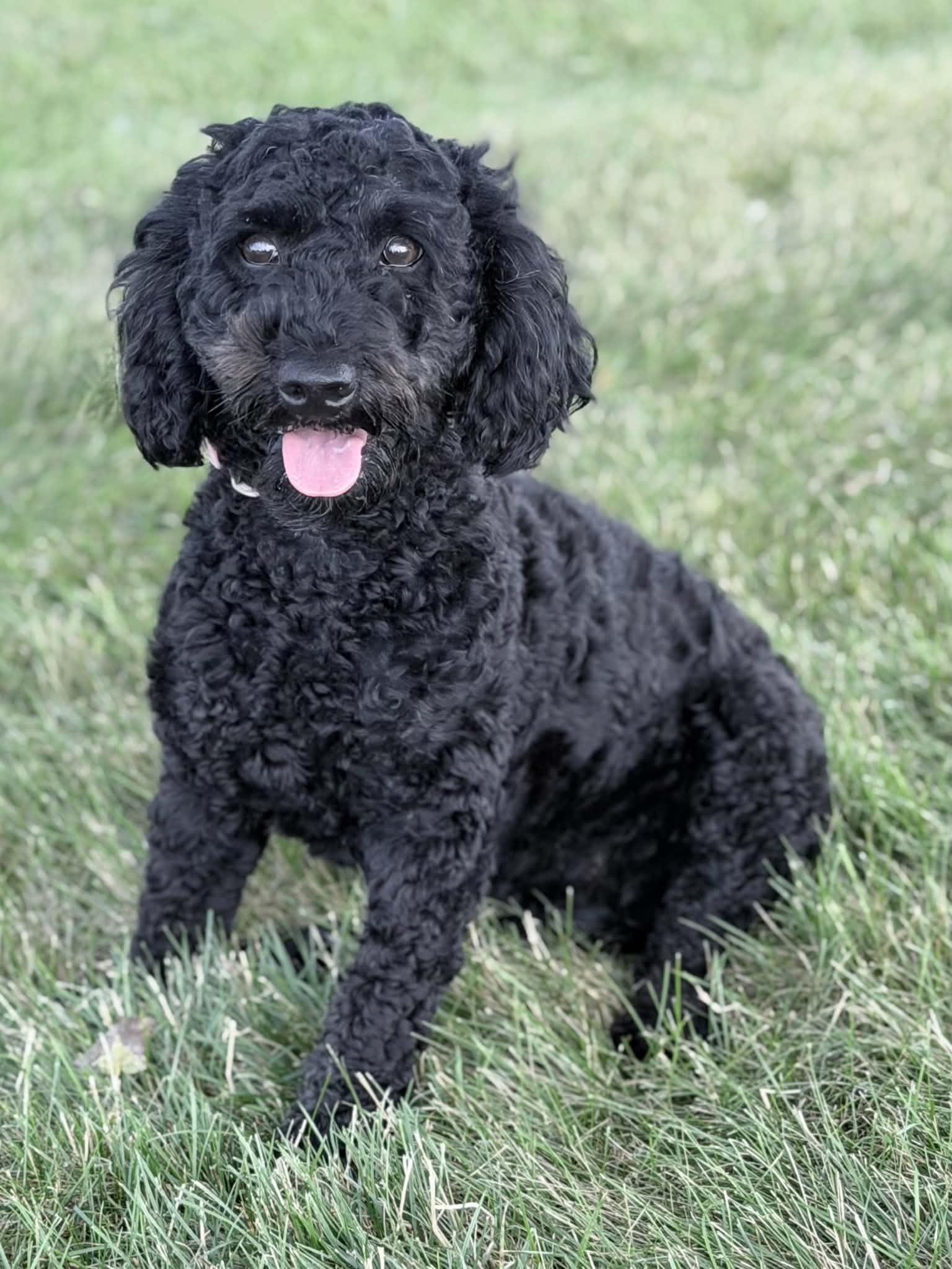 Enlarge Pepper, an adopted mixed breed in Wapakoneta, OH image 4/4