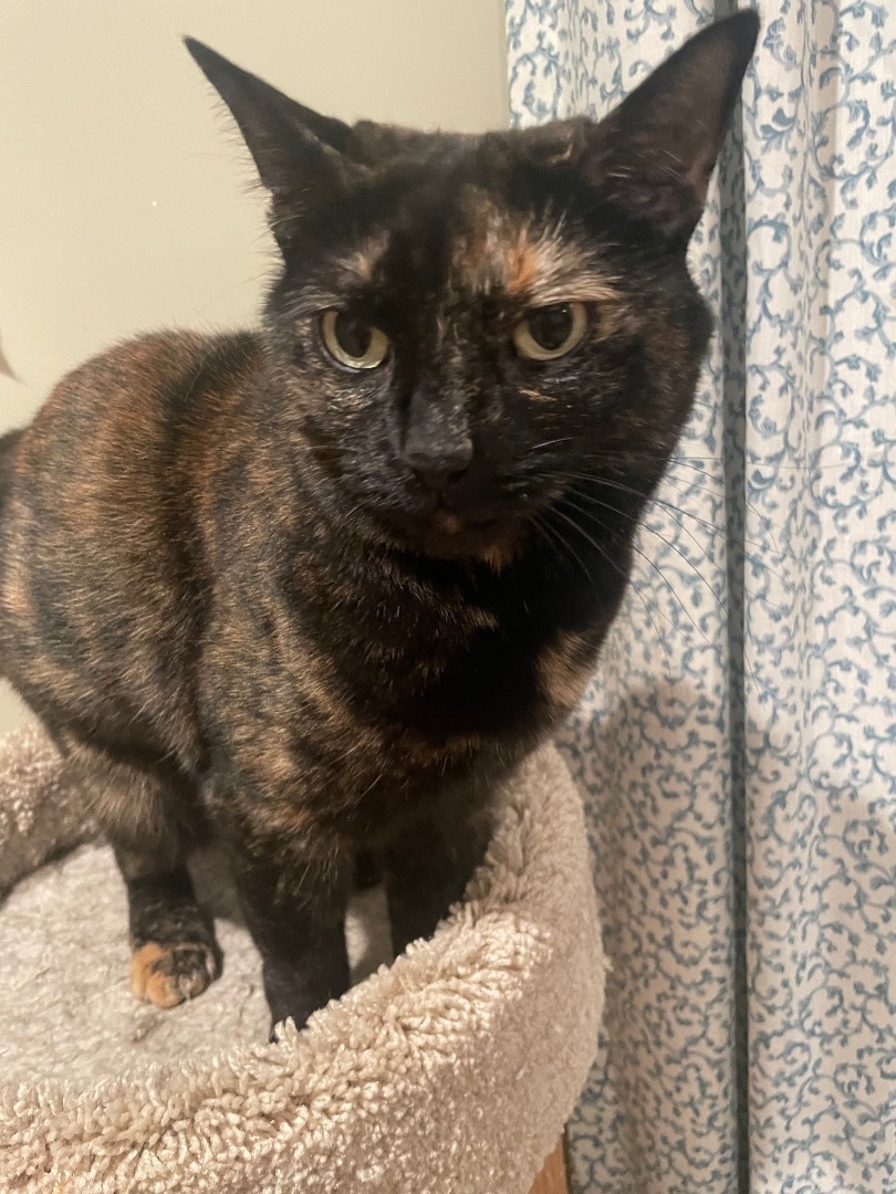 Enlarge Bronia, a Adoptable Tortoiseshell in Canton, MA image 1/3