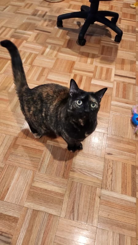 Enlarge Bronia, a Adoptable Tortoiseshell in Canton, MA image 2/3