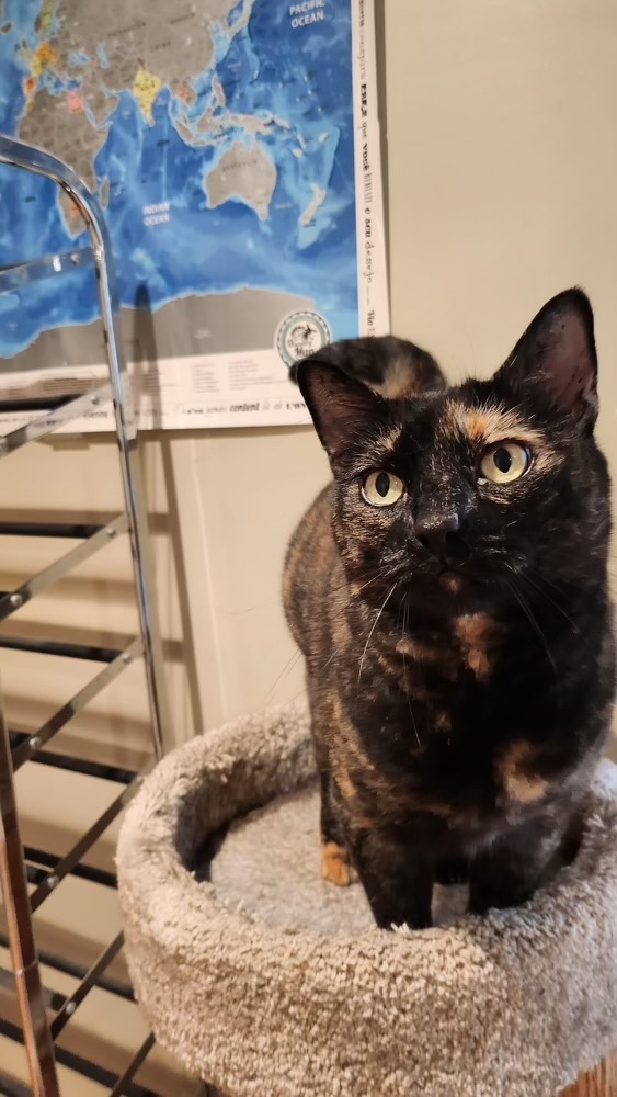 Enlarge Bronia, a Adoptable Tortoiseshell in Canton, MA image 3/3