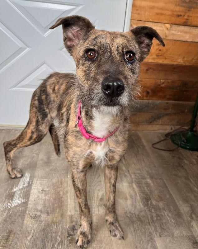 Enlarge Penny, a Adoptable mixed breed in Genoa, IL image 1/1