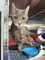 Tiger, ADOPTABLE, Senior Male Domestic Short Hair.