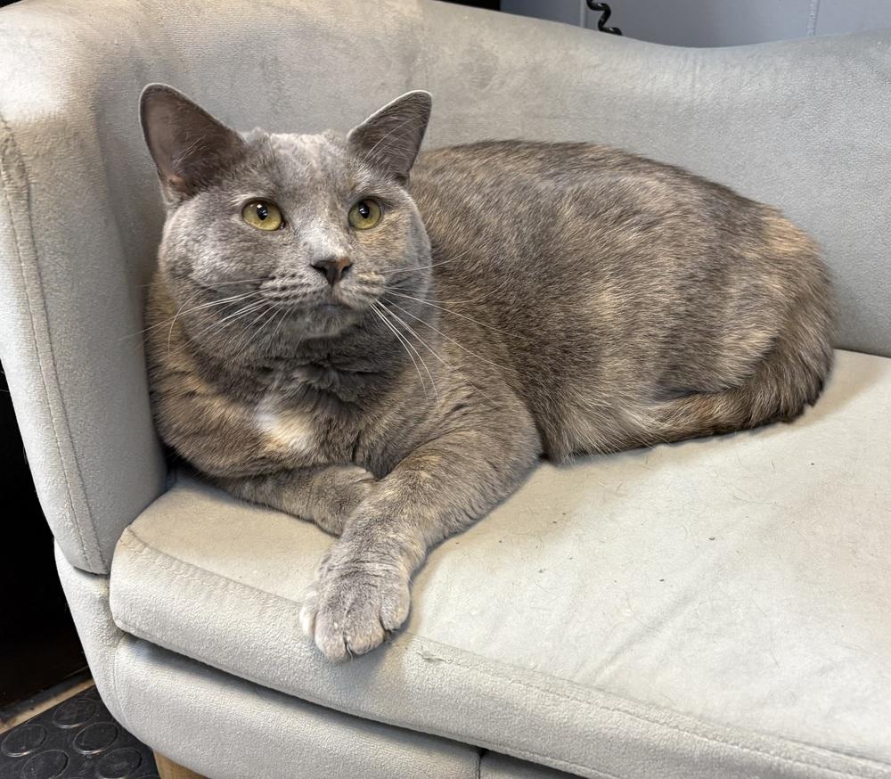 Enlarge Bella ~ Special Needs. See my bio!, a Adoptable Domestic Short Hair in Rochester, IN image 1/2