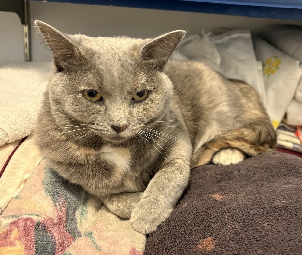 Enlarge Bella ~ Special Needs. See my bio!, a Adoptable Domestic Short Hair in Rochester, IN image 2/2