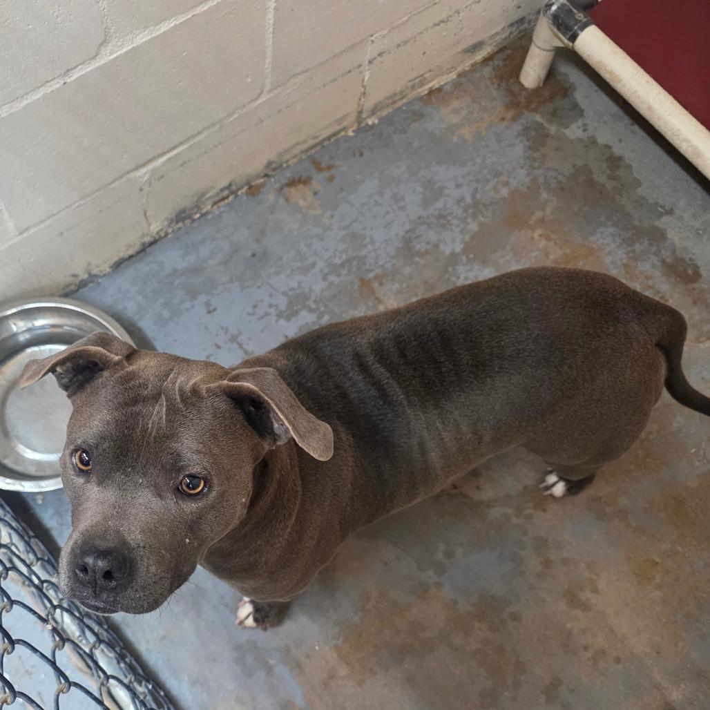 Octavia, Adoptable, Adult Female Pit Bull Terrier.