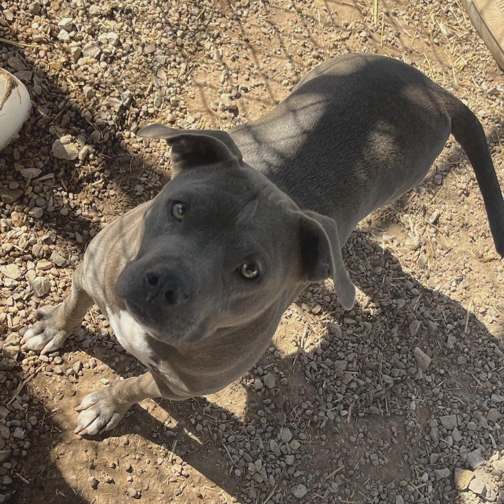 Enlarge Octavia, a Adoptable Pit Bull Terrier in Duncan, OK image 3/3