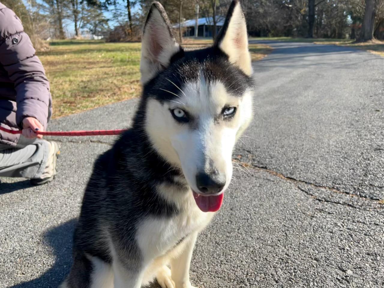 Roxy & Foxy, Adoptable, Young Female Husky.