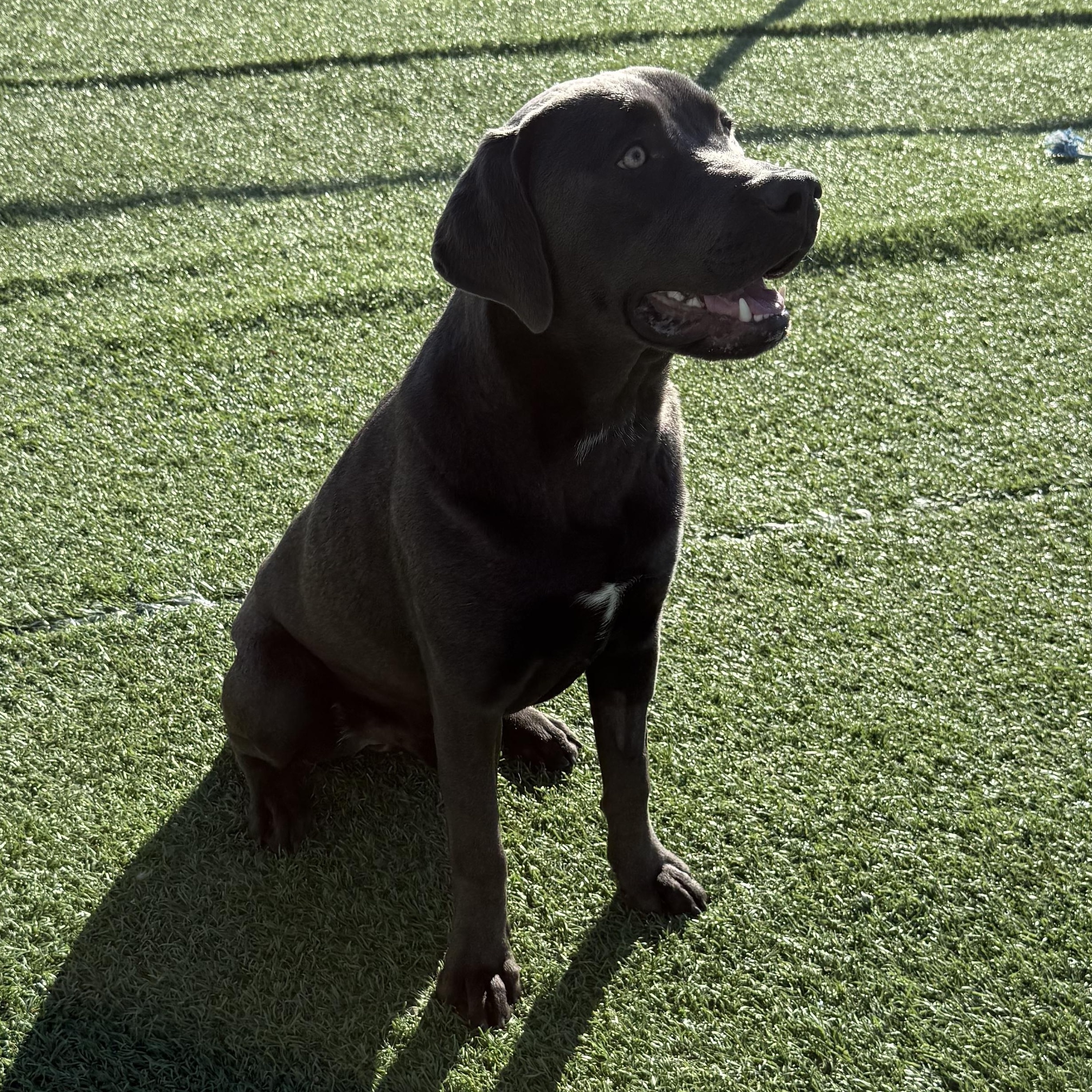 Quicksilver, ADOPTABLE, Young Male Labrador Retriever.