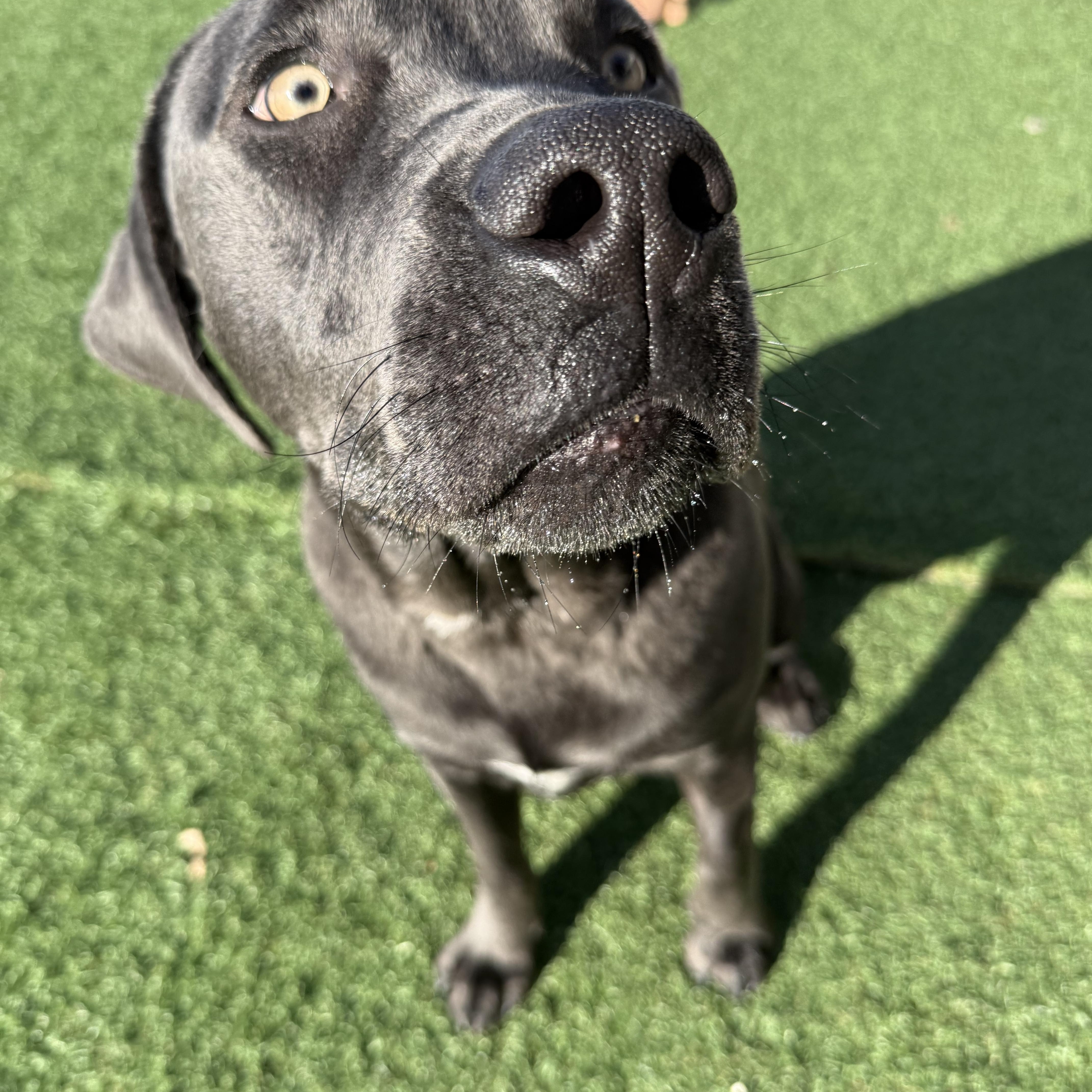 Enlarge Quicksilver, a ADOPTABLE Labrador Retriever in San Francisco, CA image 3/4