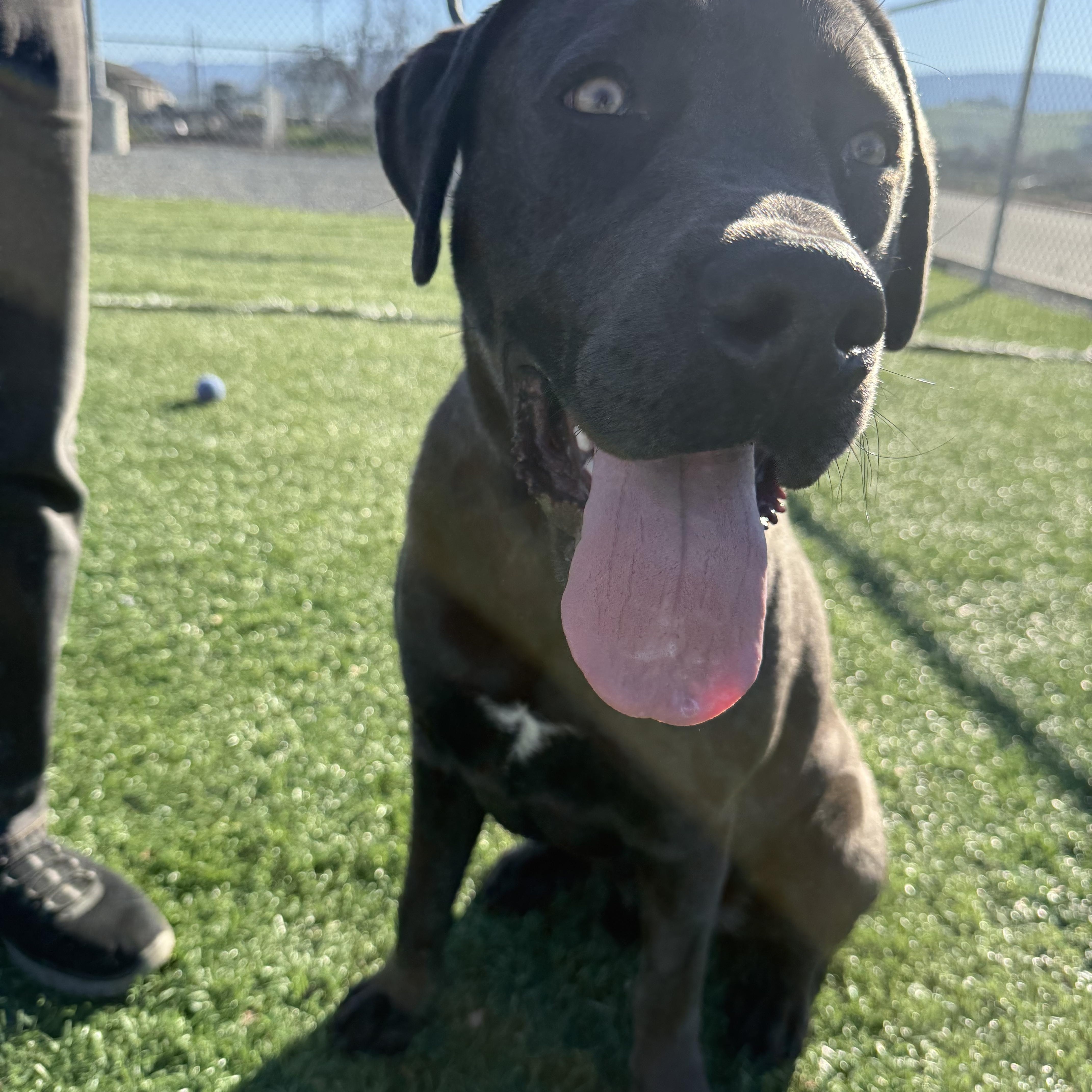 Enlarge Quicksilver, a ADOPTABLE Labrador Retriever in San Francisco, CA image 2/4