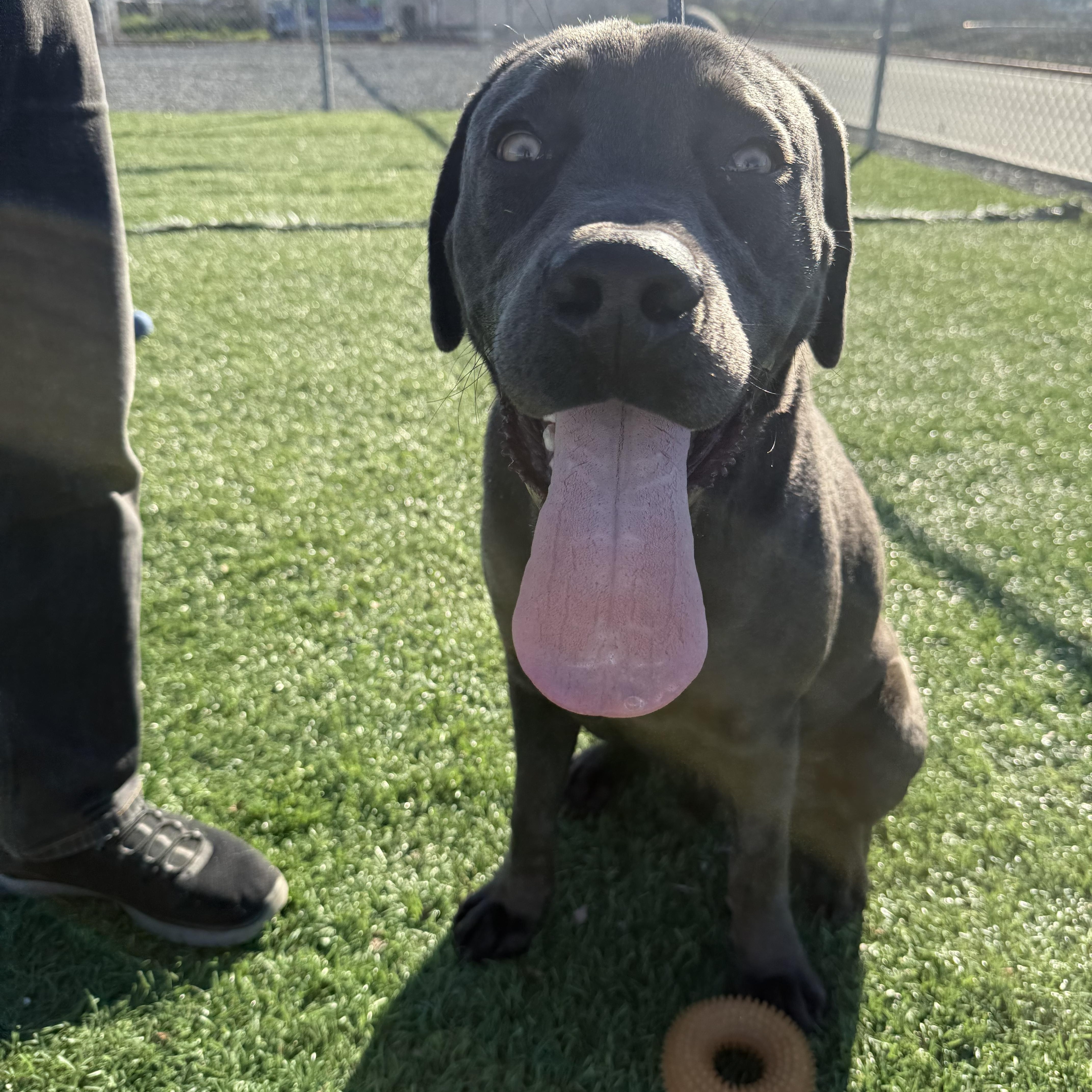 Enlarge Quicksilver, a ADOPTABLE Labrador Retriever in San Francisco, CA image 4/4