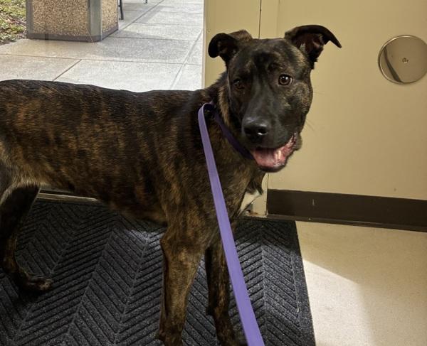 Violet, Adoptable, Young Female German Shepherd Dog & American Bulldog.