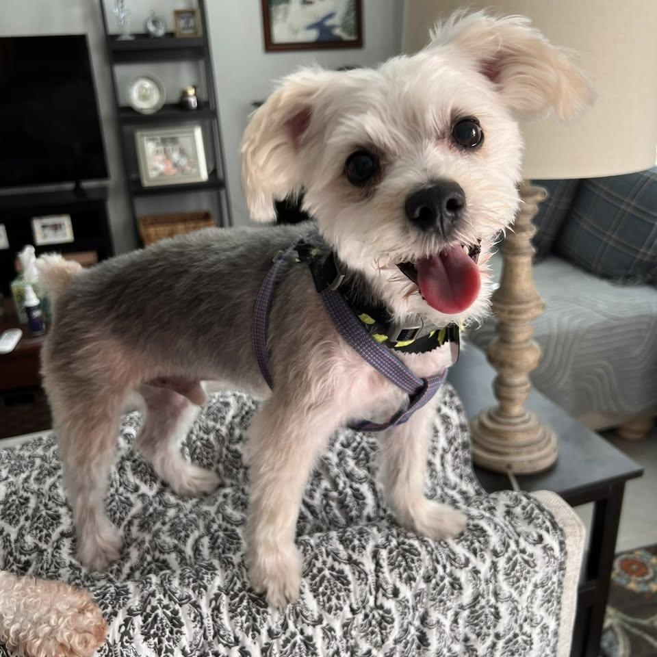Boots Turner, an adoptable Morkie in Plano, TX, 75093 | Photo Image 3