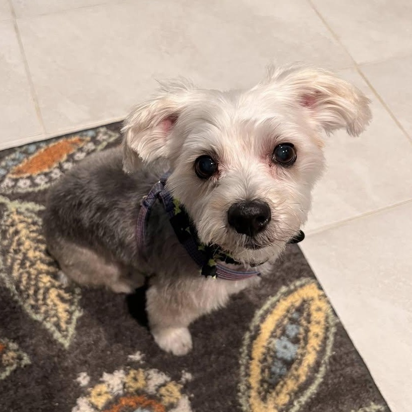 Boots Turner, an adoptable Morkie in Plano, TX, 75093 | Photo Image 4