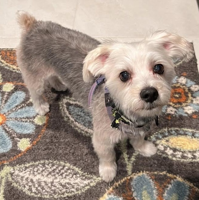 Boots Turner, an adoptable Morkie in Plano, TX, 75093 | Photo Image 5