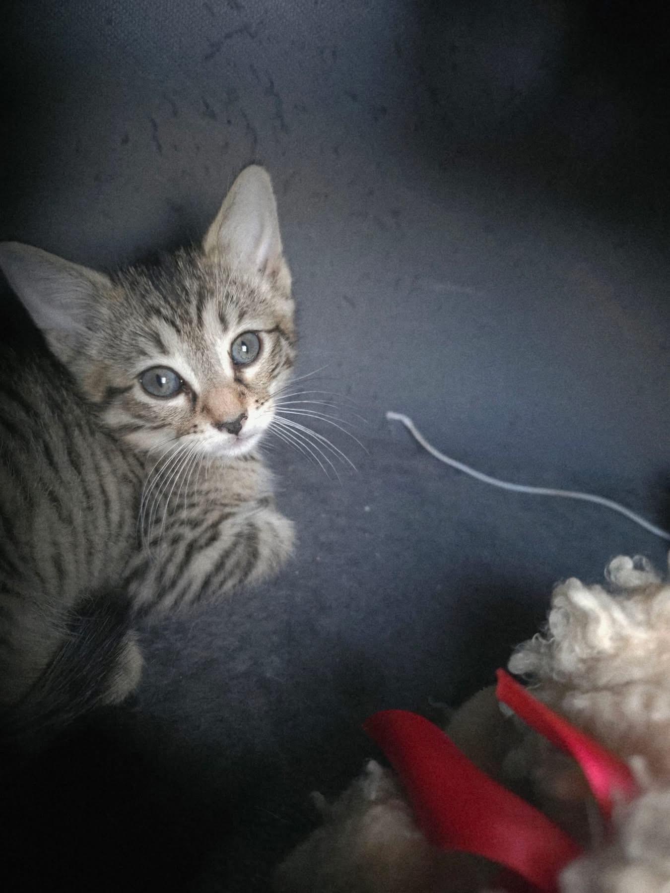 Enlarge Jinx, a Adoptable Domestic Short Hair in Manhattan, KS image 2/2