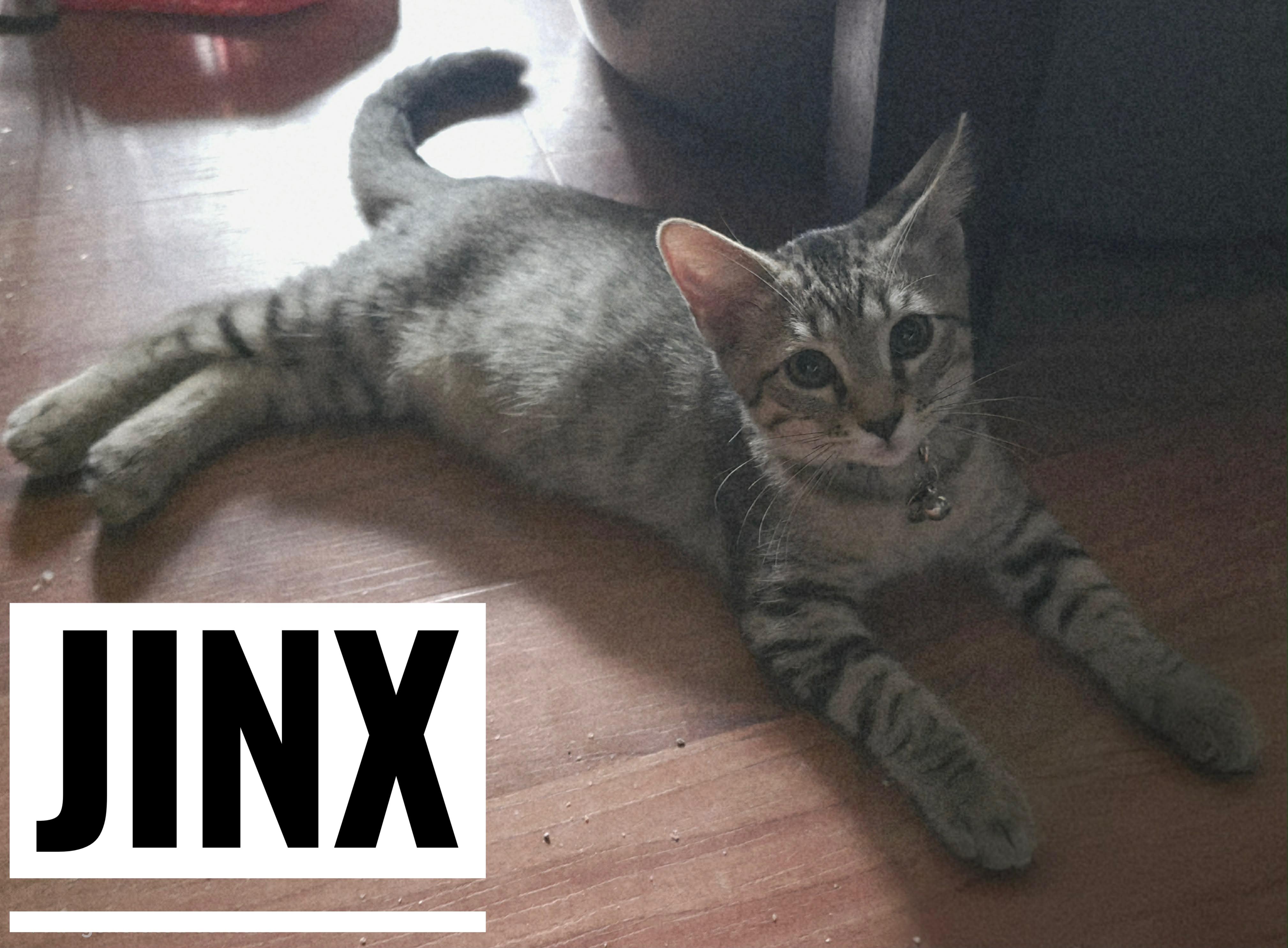 Jinx, Adoptable, Kitten Male Domestic Short Hair.