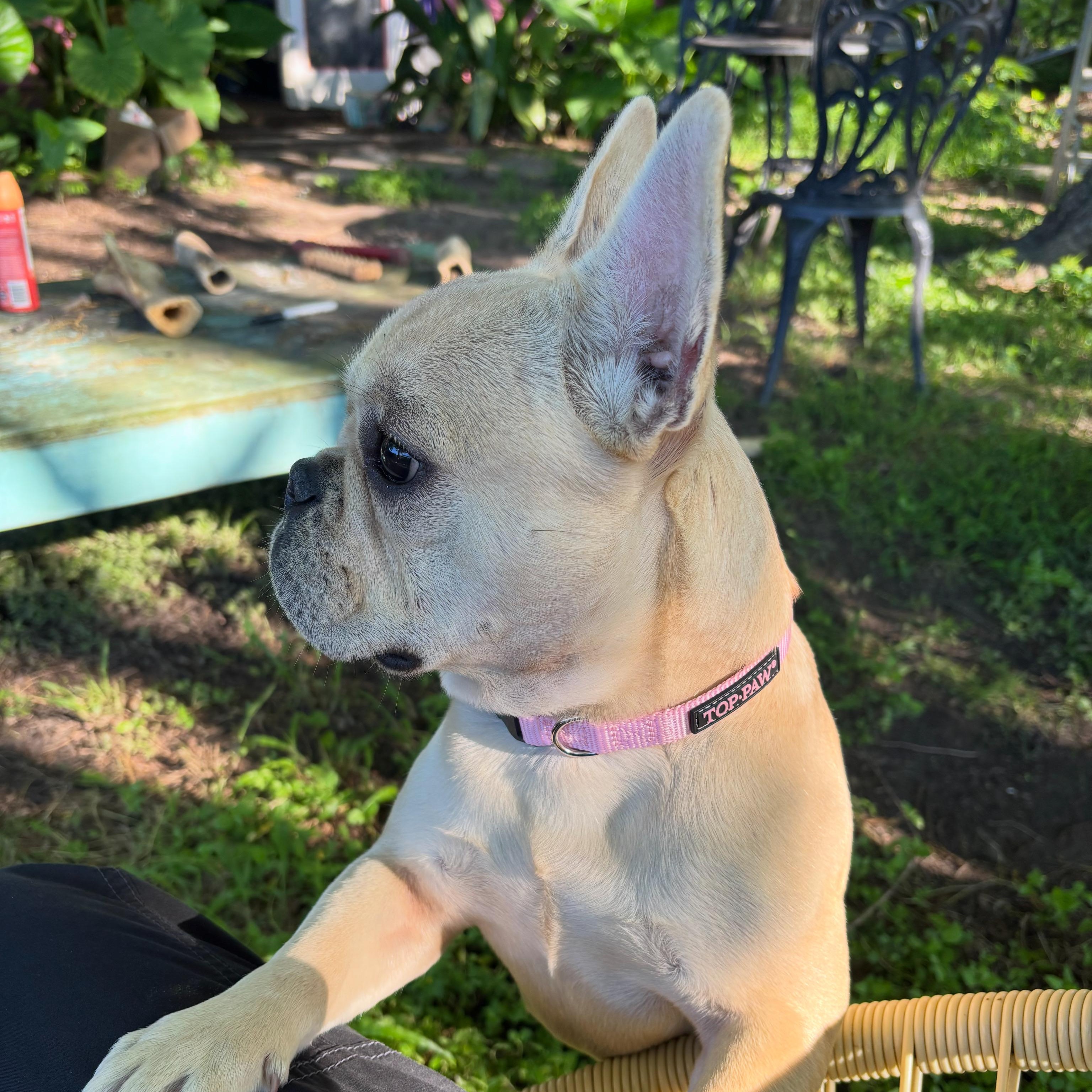 Marcelle, ADOPTABLE, Young Female French Bulldog.
