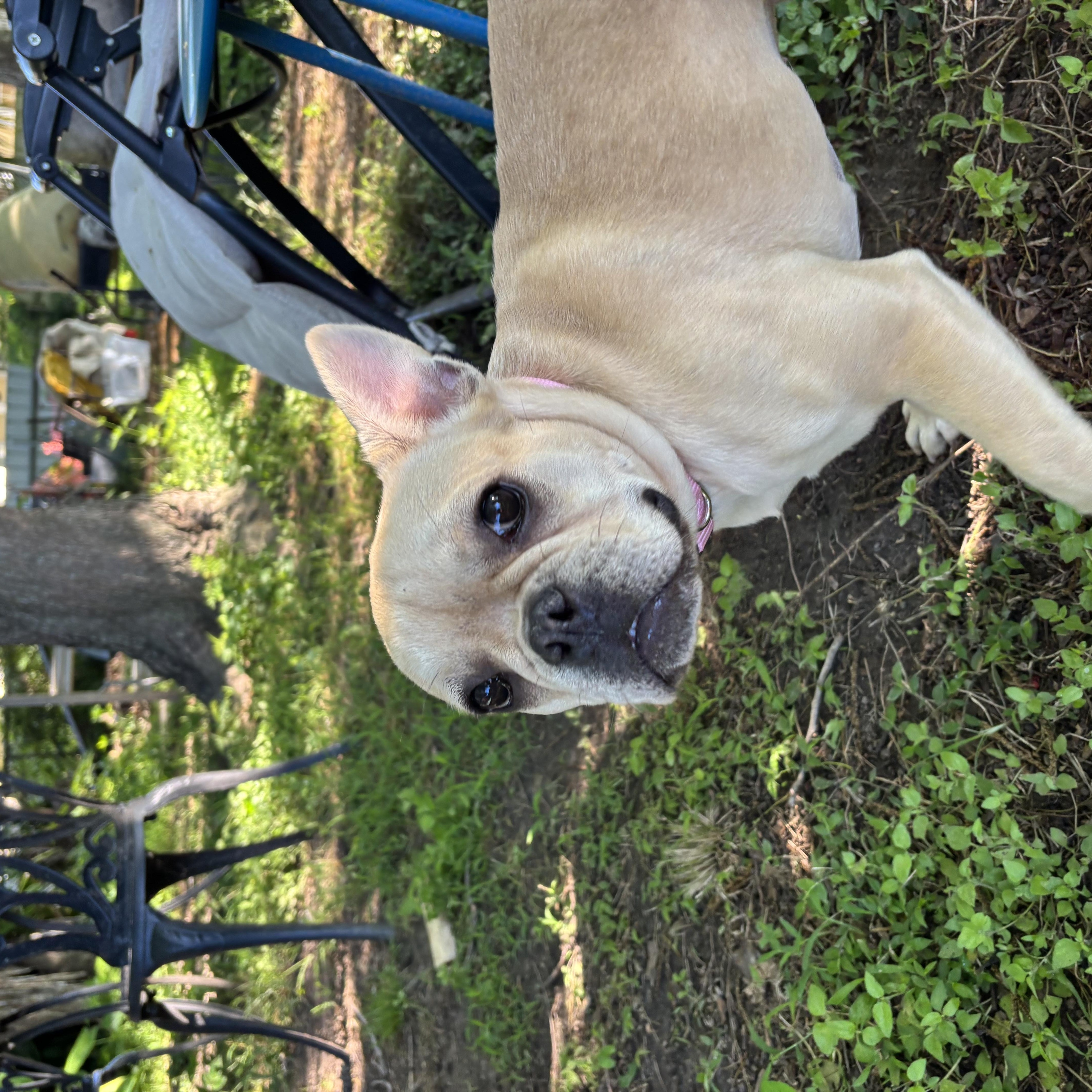Enlarge Marcelle, a ADOPTABLE French Bulldog in New Orleans, LA image 2/3