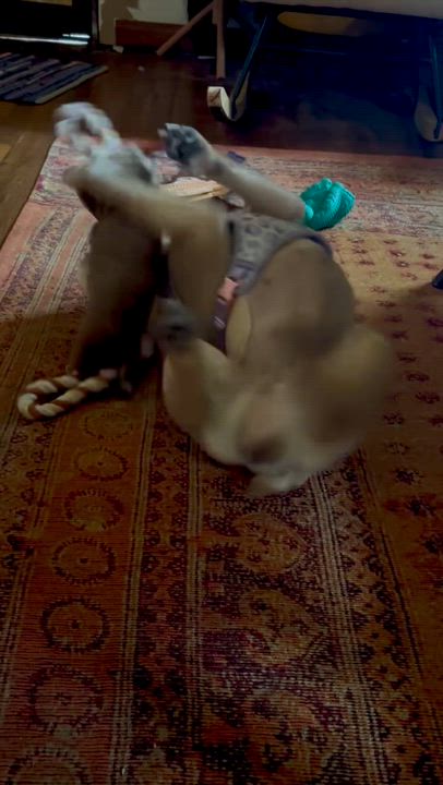 Enlarge Marcelle, a ADOPTABLE French Bulldog in New Orleans, LA video 3/3