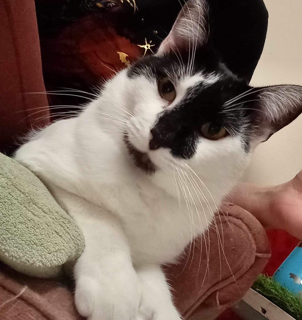 Enlarge Toeby, a Adoptable Domestic Short Hair in Battle Ground, IN image 4/4