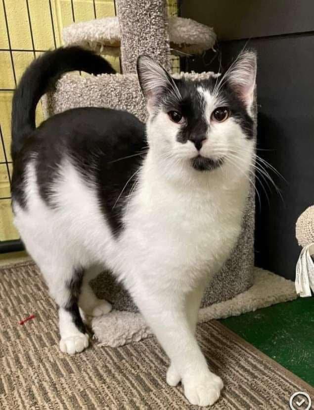 Toeby, Adoptable, Adult Male Domestic Short Hair.