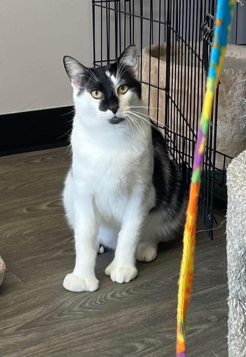 Enlarge Toeby, a Adoptable Domestic Short Hair in Battle Ground, IN image 3/4