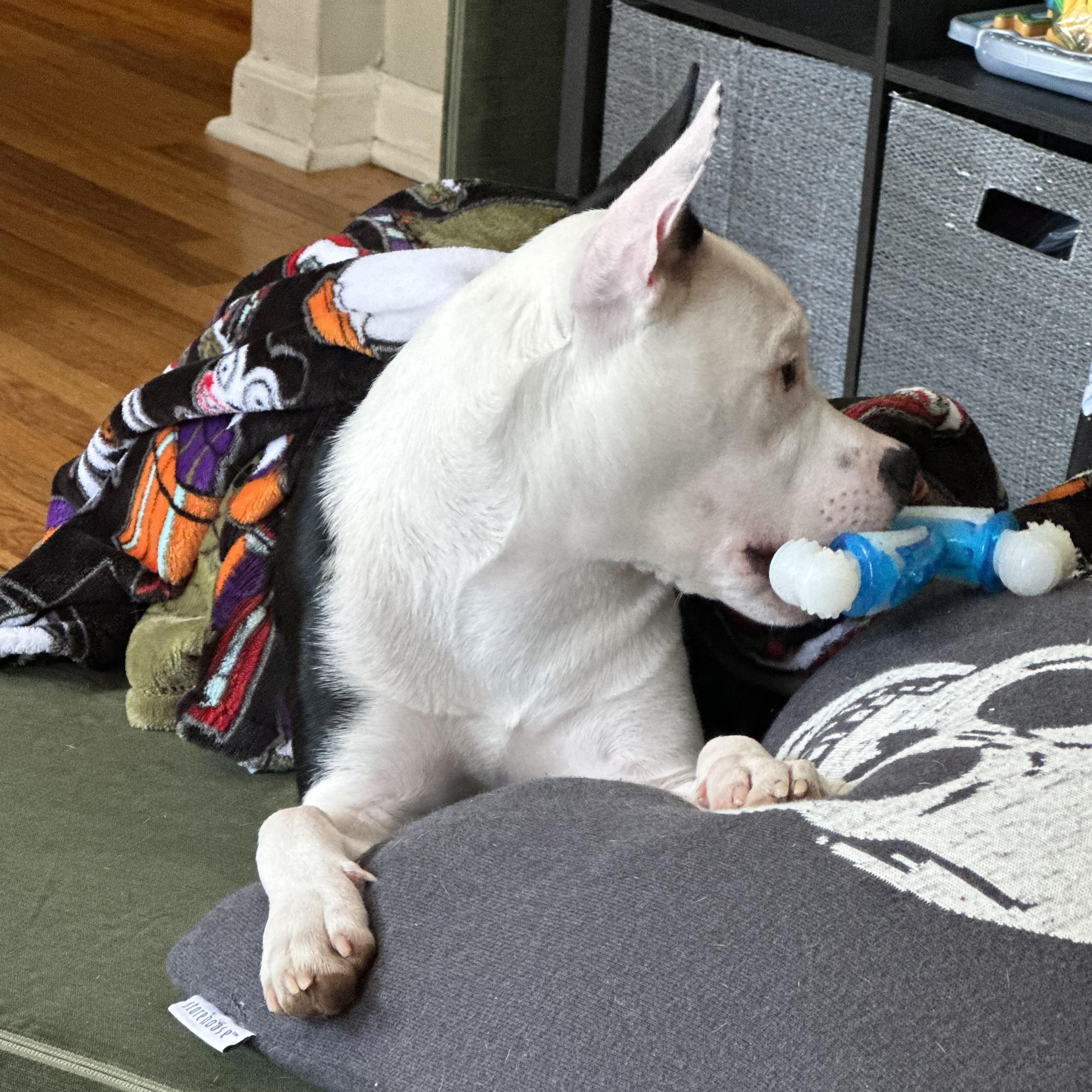 Spike, Adoptable, Young Male Staffordshire Bull Terrier & Boston Terrier.