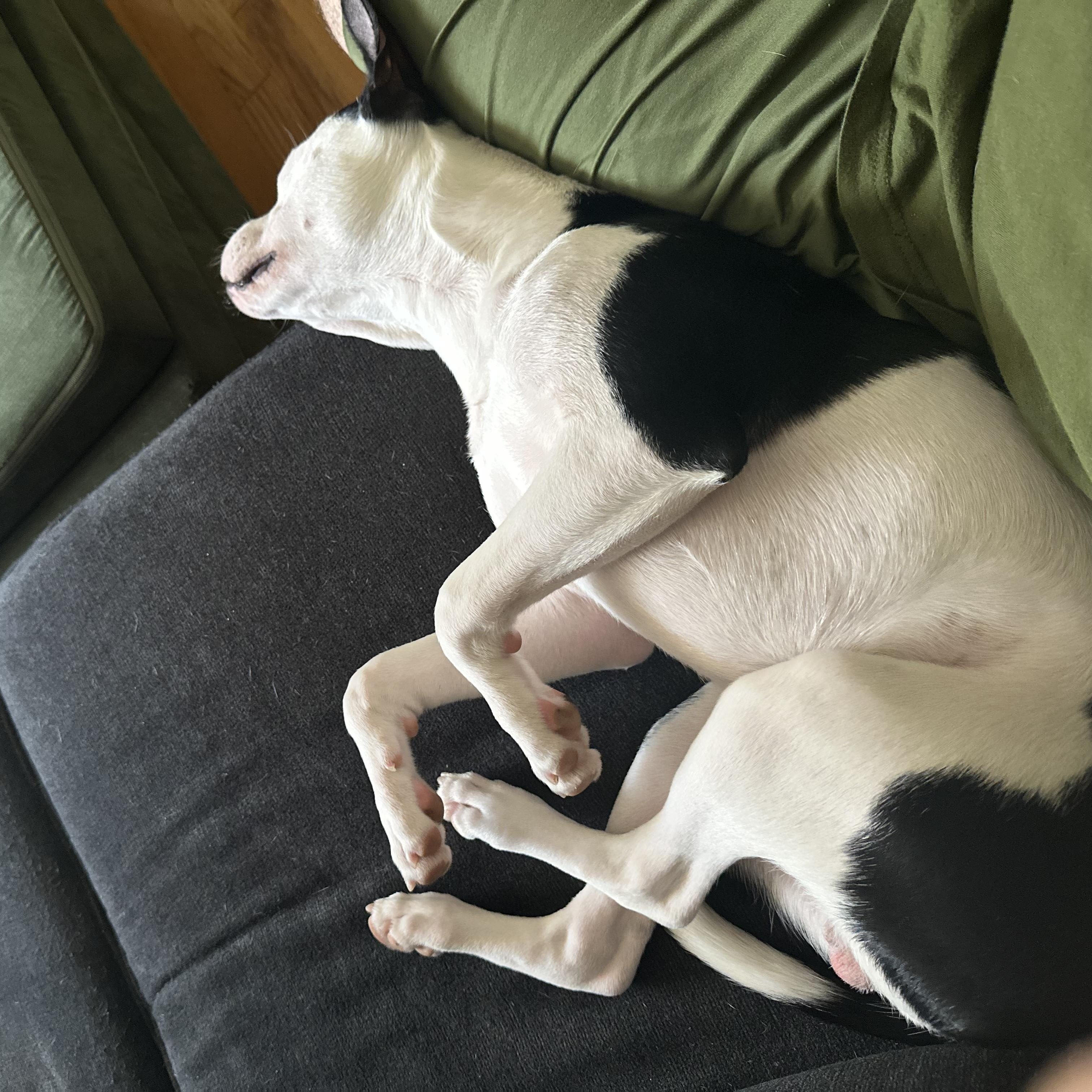 Enlarge Spike, a Adoptable mixed breed in Newfoundland, NJ image 2/5