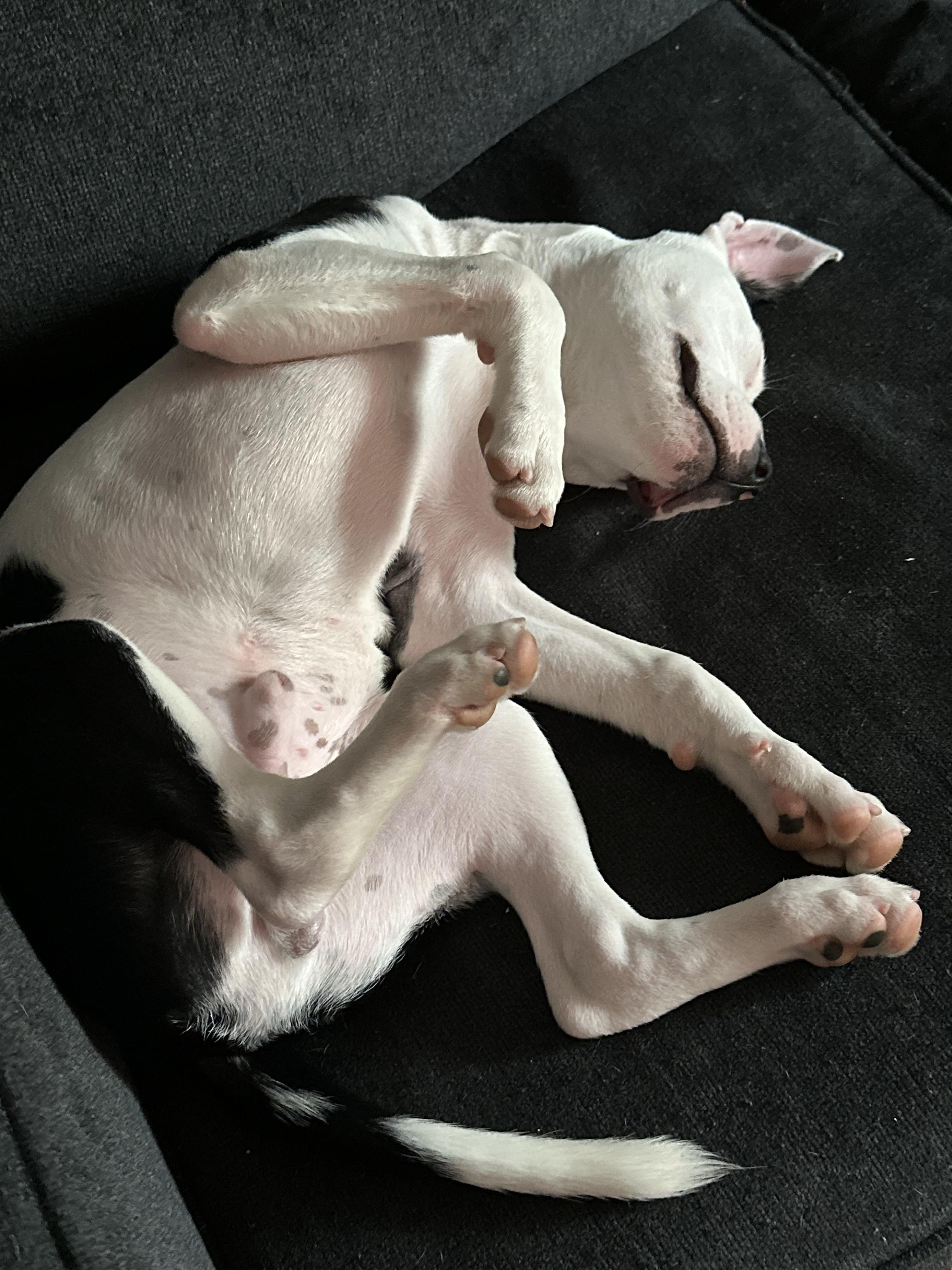 Enlarge Spike, a Adoptable mixed breed in Newfoundland, NJ image 3/5