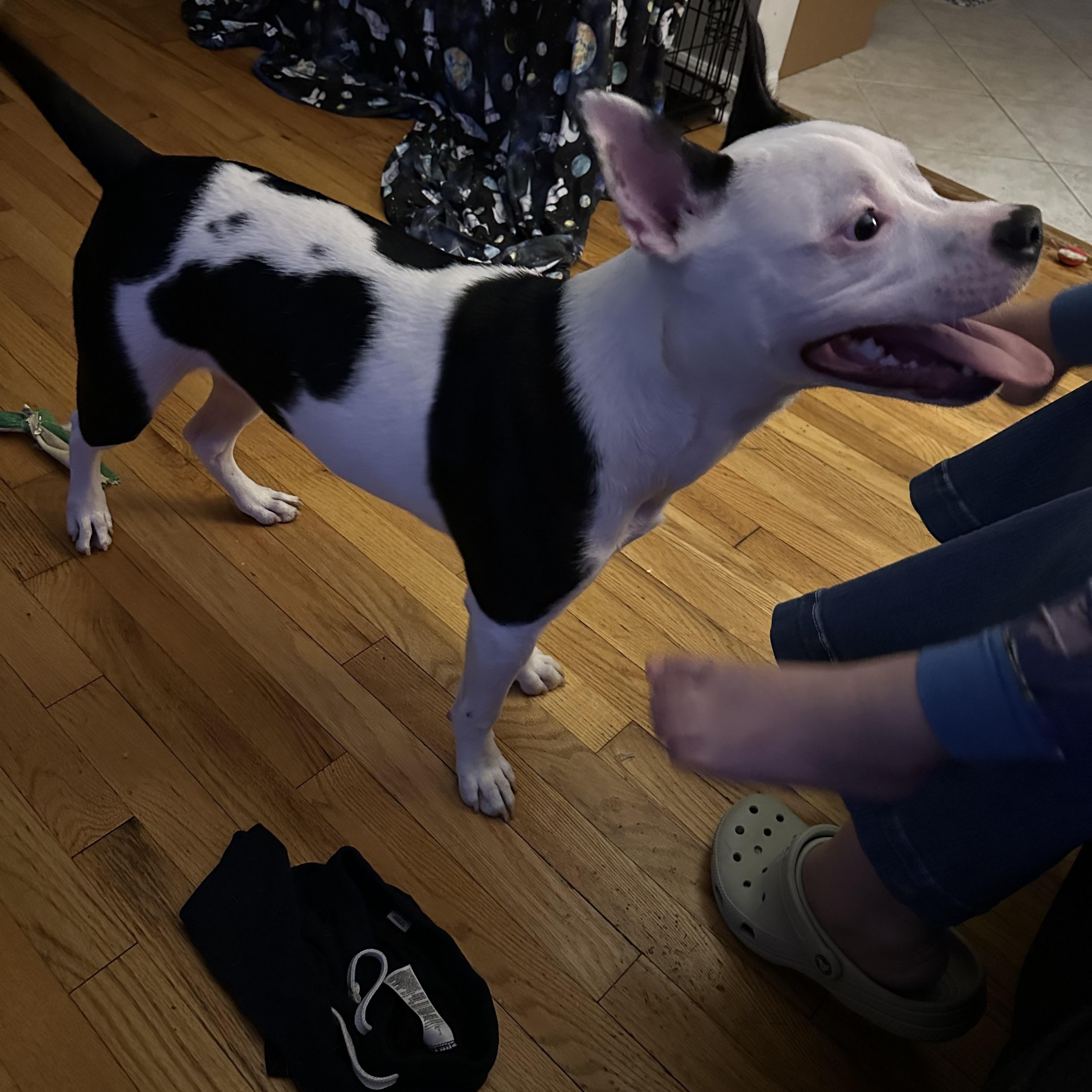 Enlarge Spike, a Adoptable mixed breed in Newfoundland, NJ image 4/5