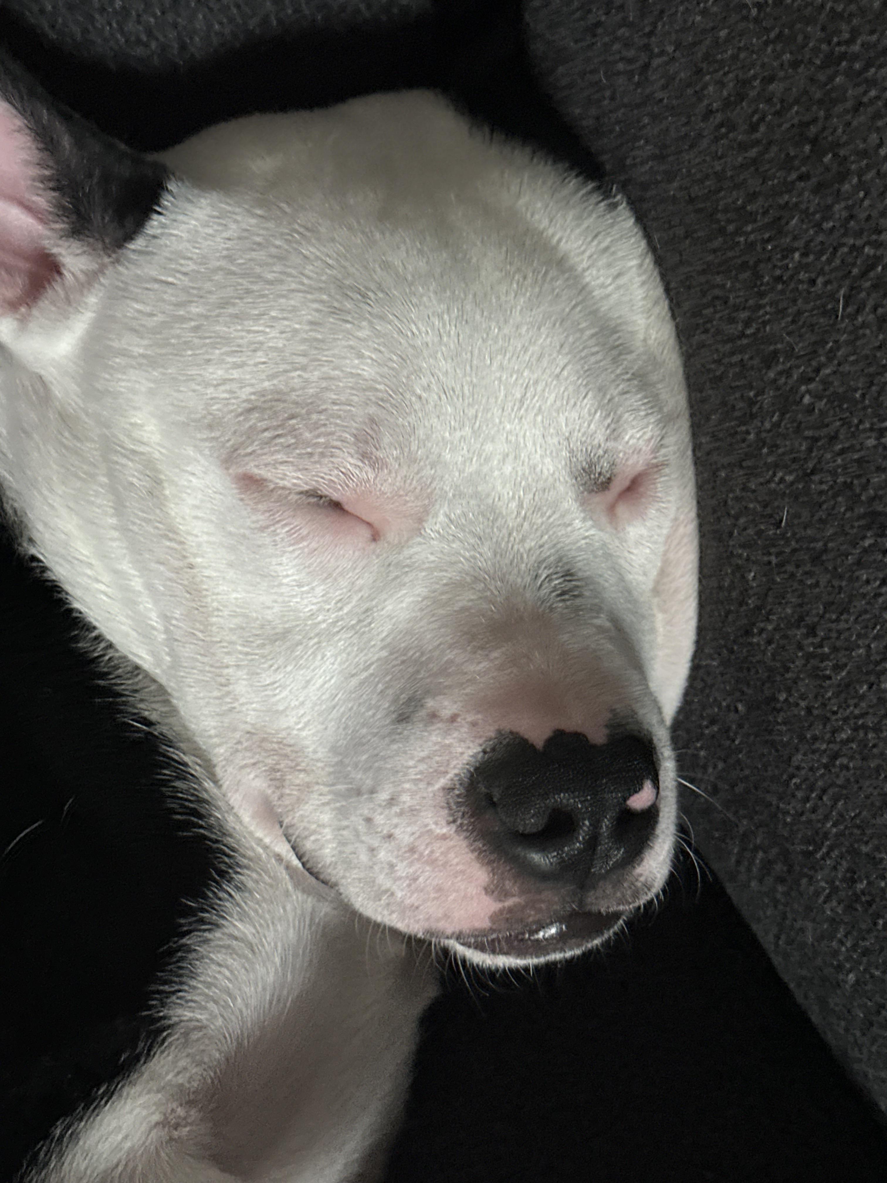 Enlarge Spike, a Adoptable mixed breed in Newfoundland, NJ image 5/5