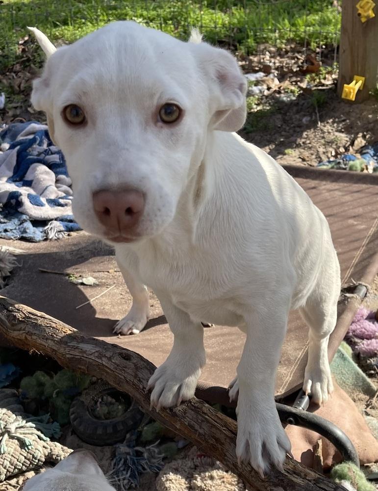 Mayo, Adoptable, Puppy Female Jack Russell Terrier.