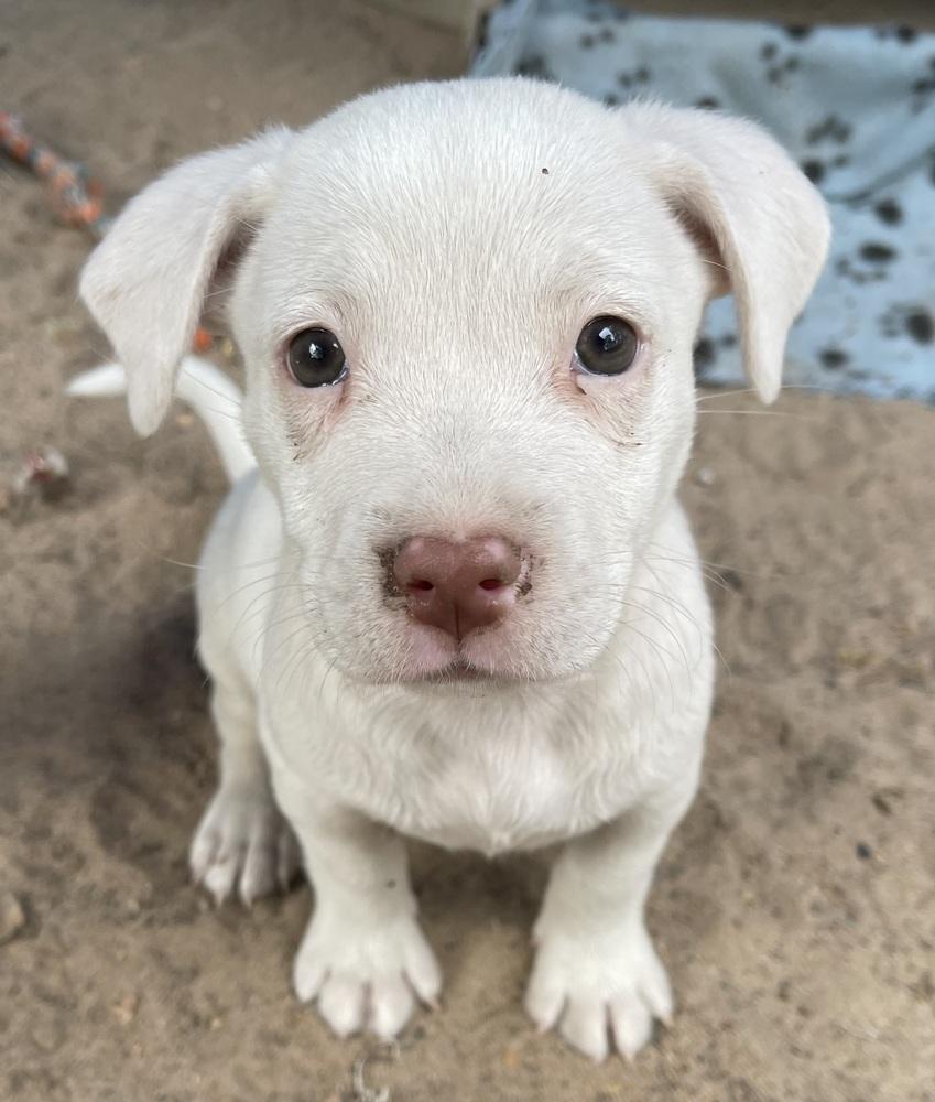 Enlarge Mayo, a Adoptable mixed breed in Seguin, TX image 2/4