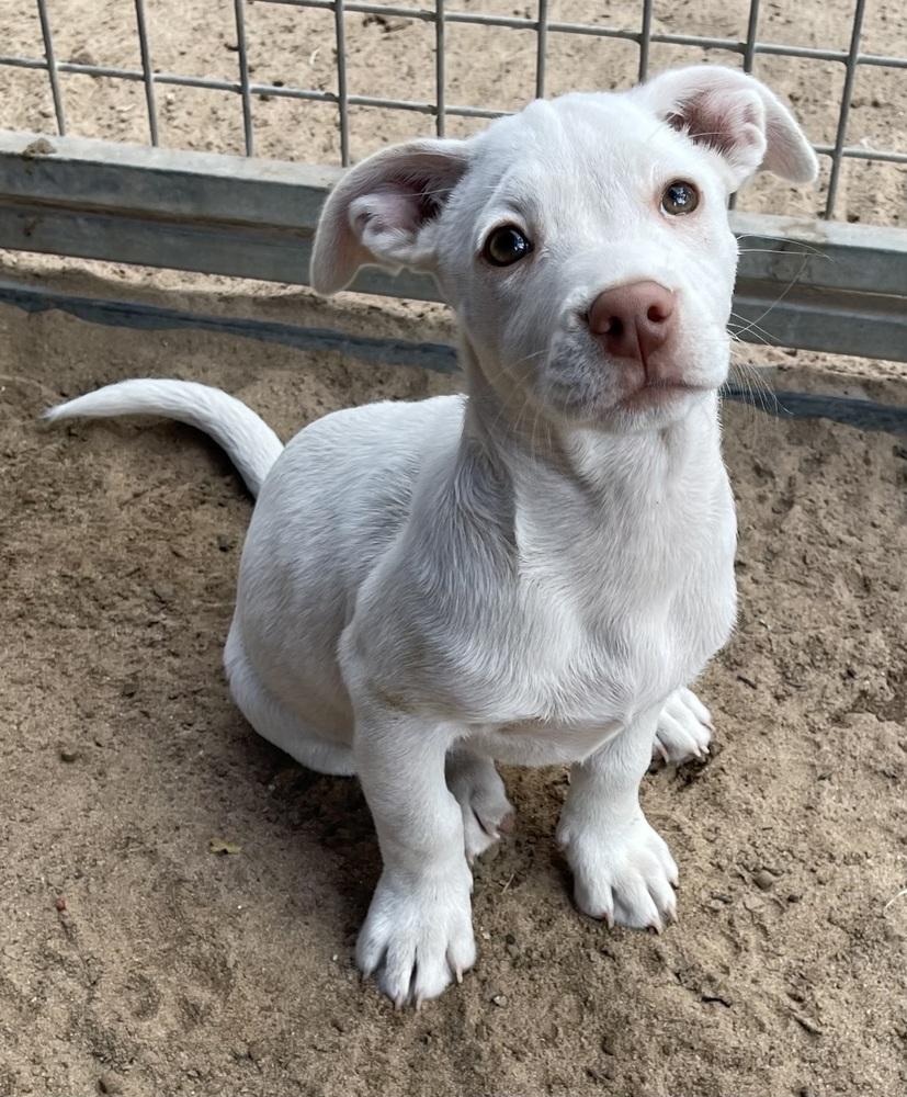 Enlarge Mayo, a Adoptable mixed breed in Seguin, TX image 3/4