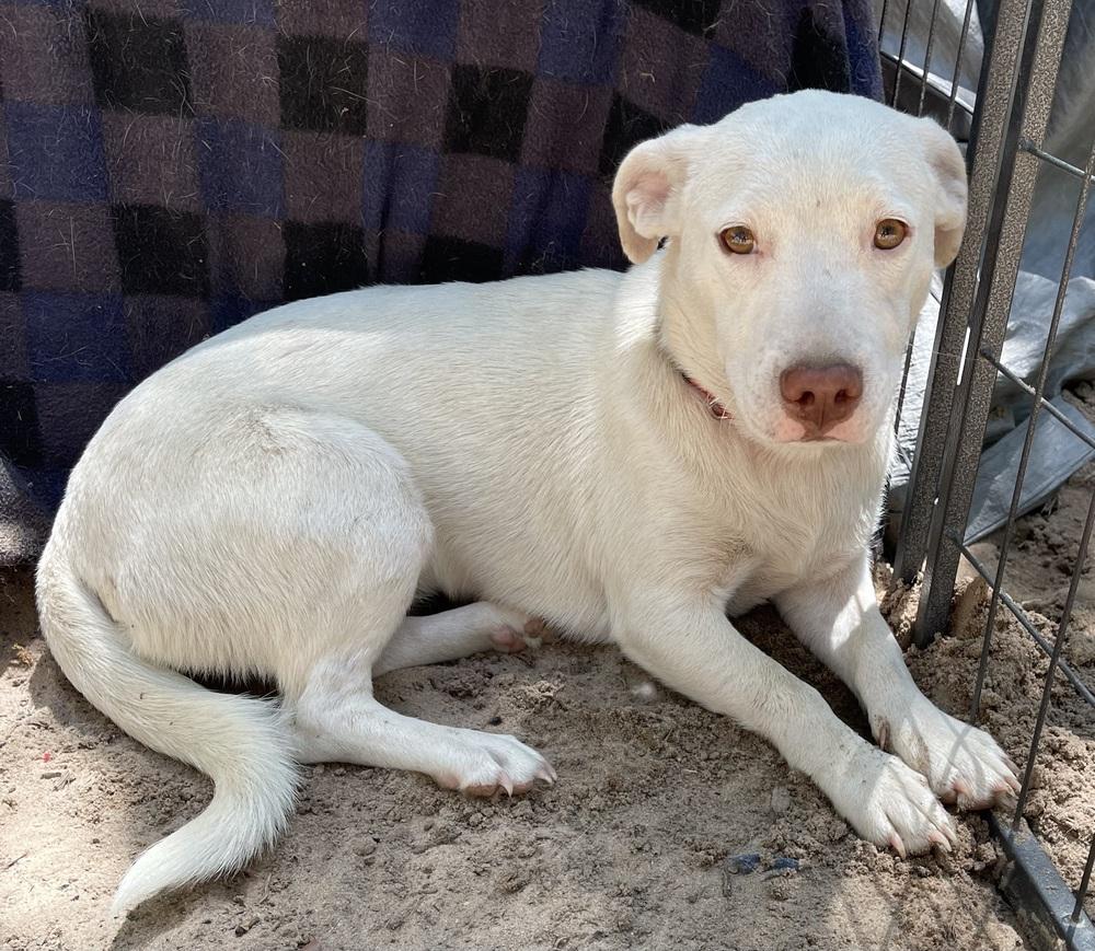 Enlarge Mayo, a Adoptable mixed breed in Seguin, TX image 4/4