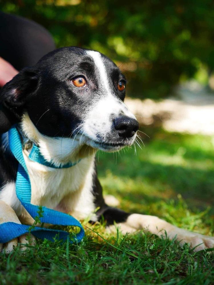 Fino, Adoptable, Puppy Male Border Collie.