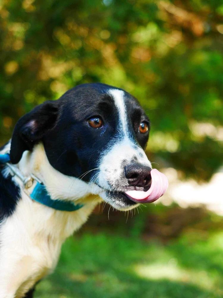 Fino, a Adoptable Border Collie in Troy, AL image 2/2