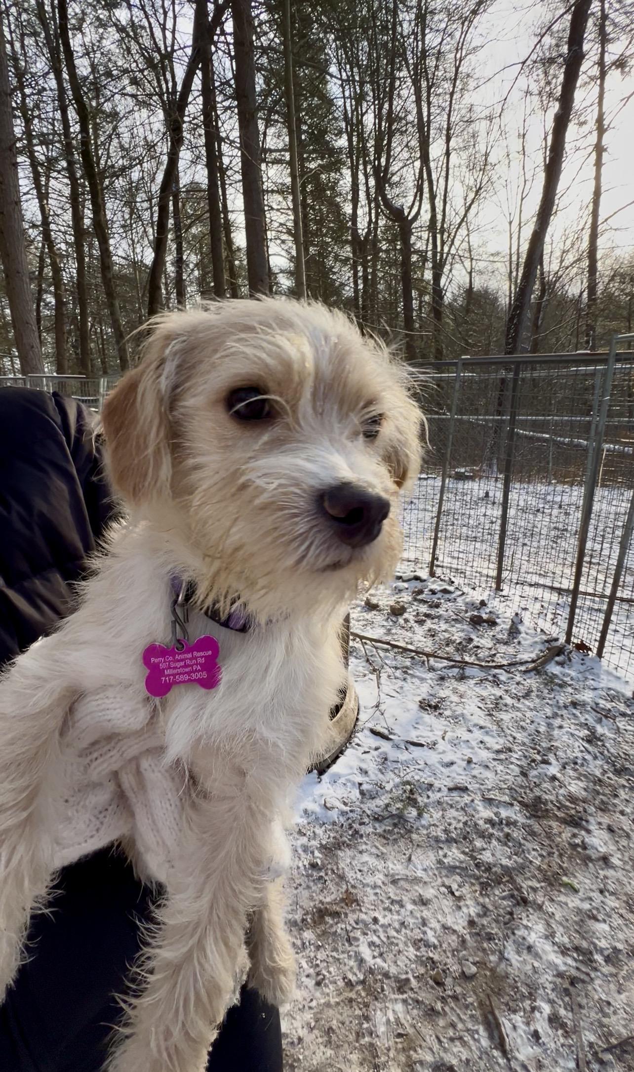 BLT, adopted, Young Male Jack Russell Terrier & Poodle.