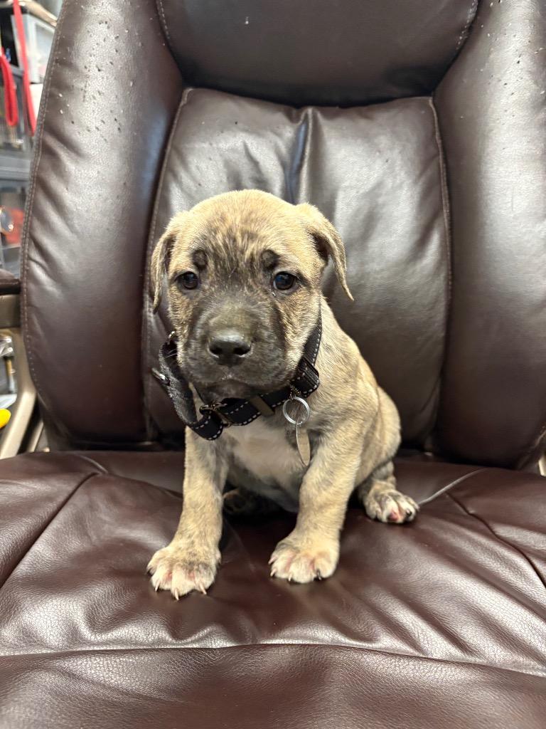 Hot Dog, Adoptable, Puppy Male Pit Bull Terrier.