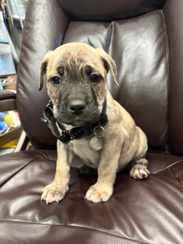Enlarge Hot Dog, a Adoptable Pit Bull Terrier in Reno, NV image 2/2