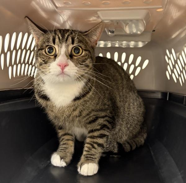 Enlarge Timmy, a Adoptable mixed breed in Santa Rosa, CA image 1/1