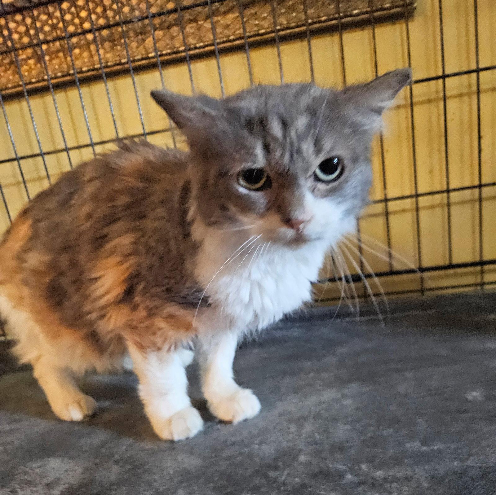KitKat, Adoptable, Adult Female Domestic Medium Hair.