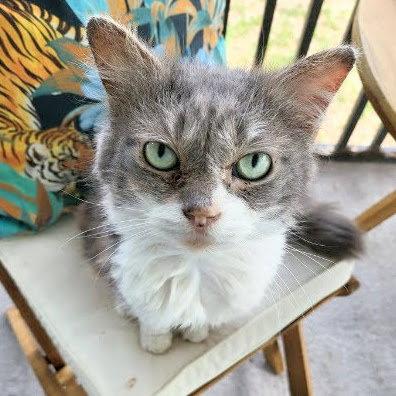 KitKat, a Adoptable Domestic Medium Hair in Tampa, FL image 2/2