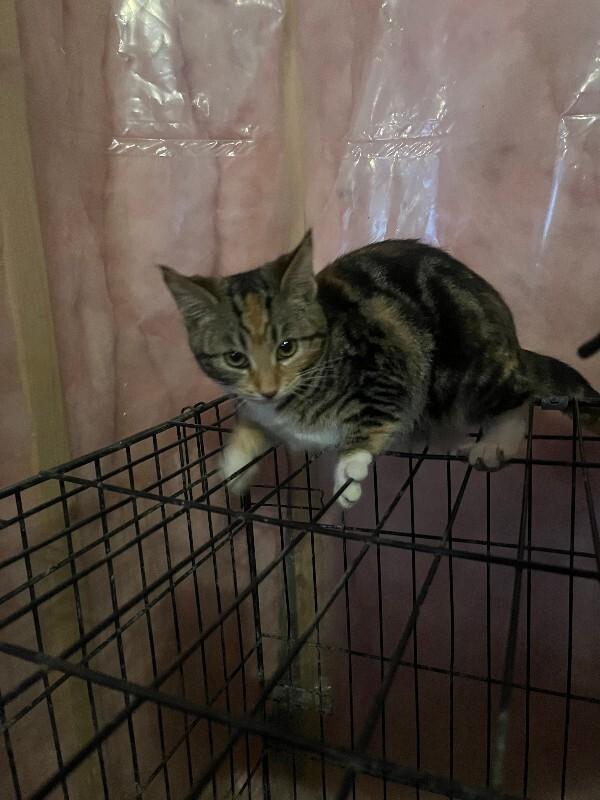 Unknown, Adoptable, Adult Female Domestic Short Hair.