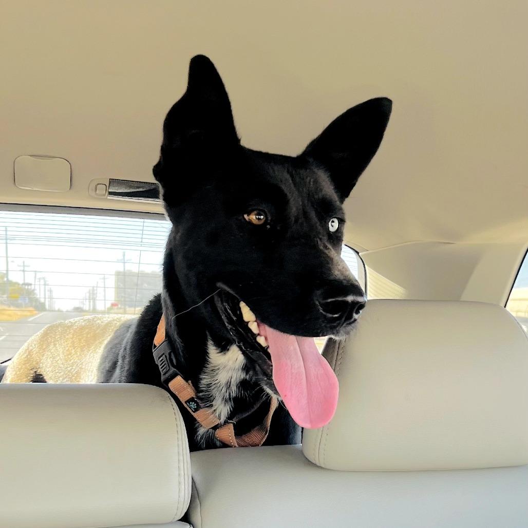 Sebastian, Adoptable, Adult Male Mixed Breed.