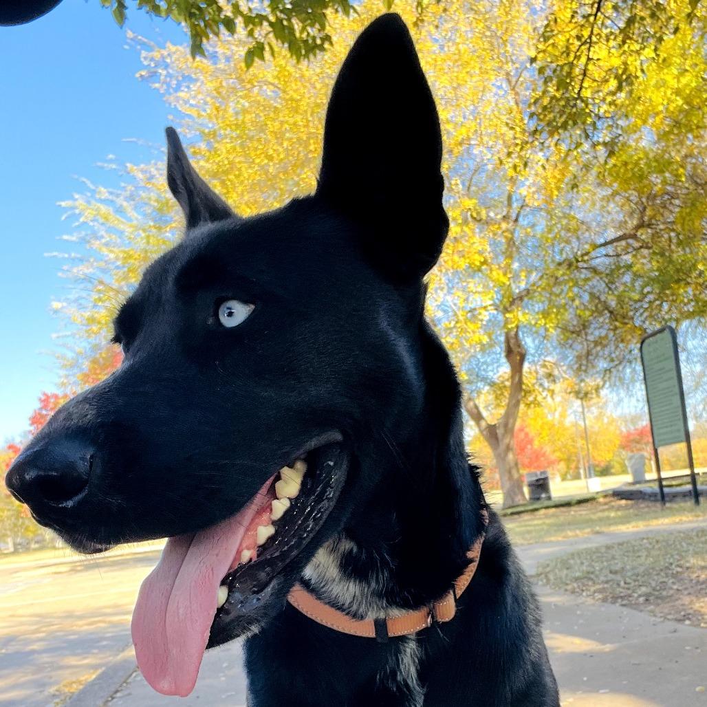 Enlarge Sebastian, a Adoptable Mixed Breed in Duncan, OK image 2/4